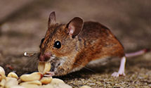 24 Hour & Emergency Exterminators in Shannon City, IA